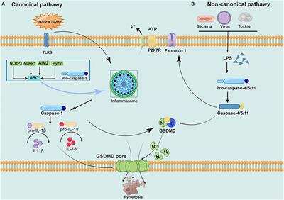 What type of cell death occurs in chronic cerebral hypoperfusion? A review focusing on pyroptosis and its potential therapeutic implications